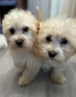 Maltipoo Puppies for sale in Torrance, California. price: $750