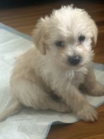 Maltipoo Puppies for sale in Billerica, Massachusetts. price: $500