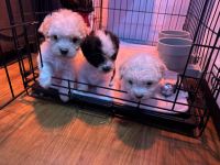Maltipoo Puppies for sale in Sumter, South Carolina. price: $600