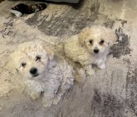 Maltipoo Puppies for sale in Albuquerque, NM, USA. price: $600