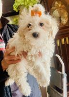 Maltipoo Puppies for sale in New Orleans, Louisiana. price: $1,300