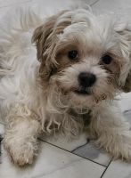 Maltipoo Puppies for sale in Palm Coast, Florida. price: $500