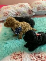 Maltipoo Puppies for sale in Tampa, Florida. price: $1,300