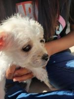 Maltipoo Puppies for sale in Jarrell, Texas. price: $150