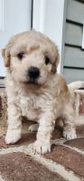 Maltipoo Puppies for sale in Katy, Texas. price: $1,600