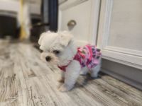 Maltipoo Puppies for sale in The Villages, FL 32159, USA. price: $1,395