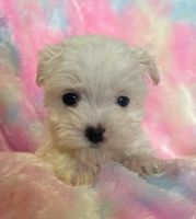 Maltipoo Puppies for sale in Chapel Hill, North Carolina. price: $400