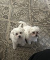 Maltipoo Puppies for sale in Meridian, Idaho. price: $1,150