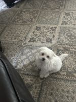 Maltipoo Puppies for sale in Meridian, Idaho. price: $1,000