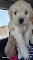 Maltipoo Puppies for sale in Katy, Texas. price: $1,000