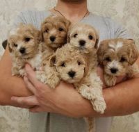 Maltipoo Puppies for sale in Anaheim, California. price: $550