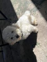 Maltipoo Puppies for sale in Houston, Texas. price: $700