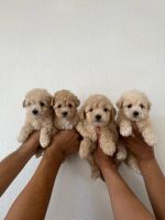 Maltipoo Puppies for sale in Los Angeles, California. price: $760