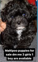 Maltipoo Puppies for sale in Compton, California. price: $400
