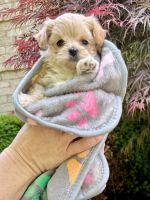 Maltipoo Puppies for sale in Denver, NC, USA. price: $900