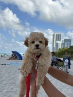 Maltipoo Puppies for sale in Miami, Florida. price: NA