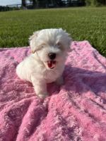 Maltipoo Puppies for sale in Ocala, FL, USA. price: $975