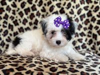 Maltipoo Puppies for sale in Lakeland, Florida. price: $895