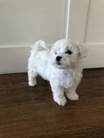Maltipoo Puppies for sale in Laguna Hills, CA, USA. price: NA