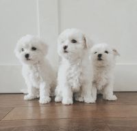 Maltipoo Puppies for sale in Laguna Hills, CA, USA. price: NA