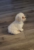 Maltipoo Puppies for sale in 544 Woodbury Rd, Glendale, CA 91206, USA. price: $550