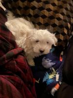 Maltipoo Puppies for sale in Winchester, VA 22601, USA. price: $800