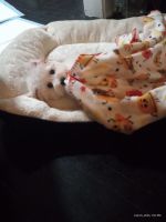 Maltipoo Puppies for sale in Cleveland Heights, OH, USA. price: $650