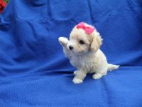 Maltipoo Puppies for sale in La Habra Heights, CA, USA. price: $699