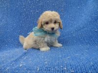 Maltipoo puppies