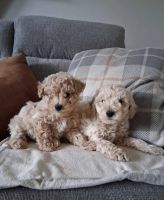 Maltipoo Puppies for sale in Ballarat VIC, Australia. price: $450
