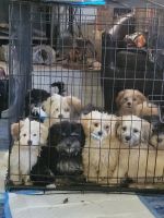 Maltipoo Puppies for sale in Defiance, OH 43512, USA. price: $450