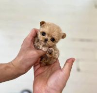 Maltipoo Puppies for sale in Los Angeles, CA, USA. price: $800