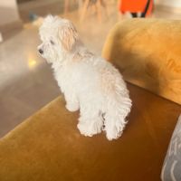 Maltipoo Puppies for sale in Austin, TX, USA. price: $1,250