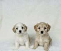 Maltipoo Puppies for sale in Corona, CA, USA. price: $1,500