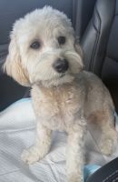 Maltipoo Puppies for sale in Fort Lauderdale, FL, USA. price: $2,000