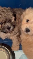 Maltipoo Puppies for sale in Tampa, FL, USA. price: $1,000