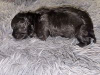 Maltipoo Puppies for sale in New Brunswick, NJ, USA. price: NA