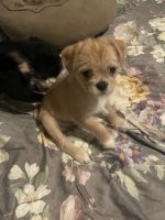 Maltipoo Puppies for sale in Conroe, TX, USA. price: $400