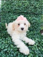 Maltipoo Puppies for sale in Whittier, CA, USA. price: $799