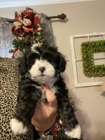 Maltipoo Puppies for sale in Douglas, GA, USA. price: $1,200