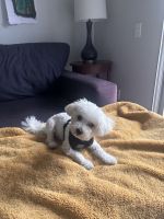 Maltipoo Puppies for sale in La Mesa, CA, USA. price: $500