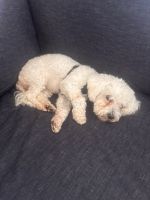 Maltipoo 10 Months- Lucy