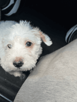Maltipoo Puppies for sale in Moreno Valley, CA, USA. price: $600