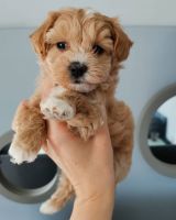 Playful Maltipoo puppies available for sale