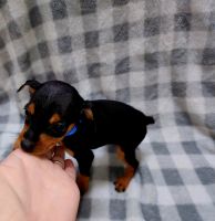 Manchester Terrier Puppies for sale in Lawton, OK, USA. price: $600