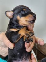 Manchester Terrier Puppies for sale in Hudson, FL 34667, USA. price: $1,500