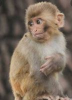 Mangabey Monkey Animals for sale in India - Pakistan Border Rd, Bakhasar, Rajasthan, India. price: 19,000 INR