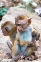 Mangabey Monkey Animals Photos