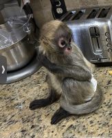 Mangabey Monkey Animals for sale in San Antonio, TX, USA. price: $9,500