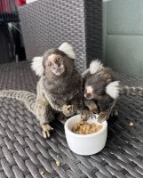 Mangabey Monkey Animals for sale in Miami, FL, USA. price: $6,500